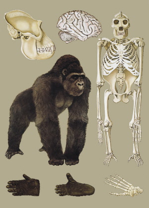 H060301 - Gorila, zoologická nástenná tabula