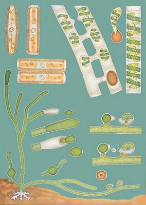 H070347 - Sladkovodné riasy, botanická nástenná tabula