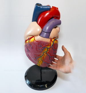 MD0321 - Model srdca